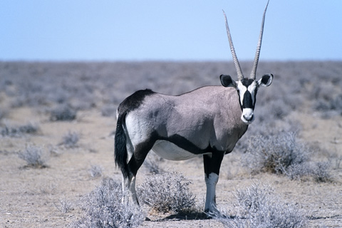 Oryx, Namibia
