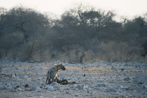Hyäne, Namibia, afrika