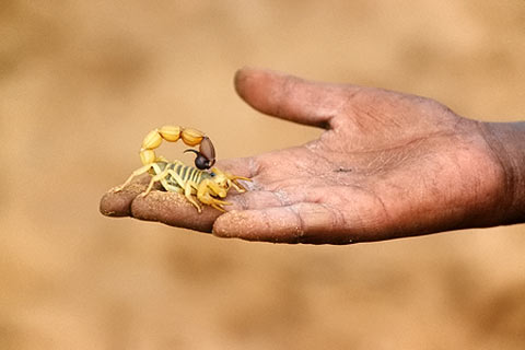 http://www.transafrika.org/media/namibia/skorpion-namibia.jpg