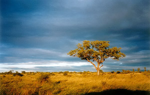 Krüger Nationalpark Südafrika