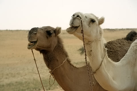 Kamele Sahara