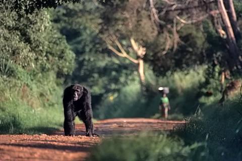 Uganda Reisen Safari