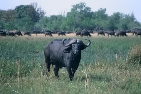 Büffel Safaris