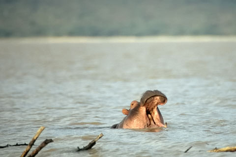 Flusspferd Safaris