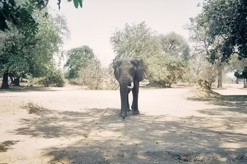 Simbabwe Reisen Safaris