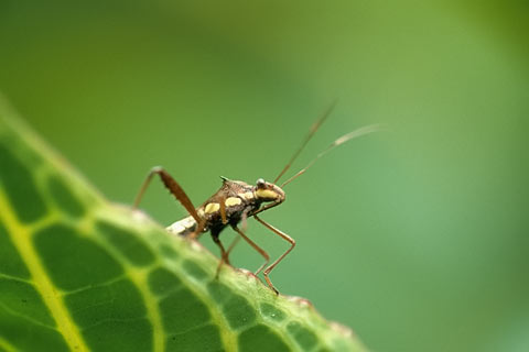 https://www.transafrika.org/media/ghana/insekt-ghana-regenwald.jpg