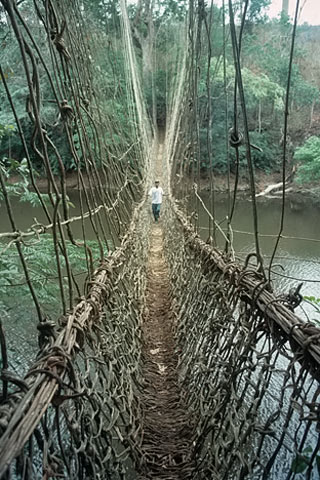 https://www.transafrika.org/media/guinea/haengebruecke-regenwald.jpg