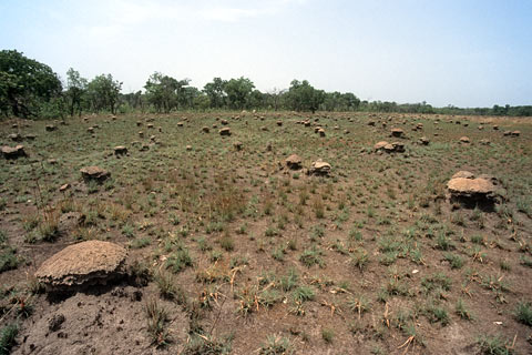 https://www.transafrika.org/media/guinea/termitenhuegel-savanne.jpg