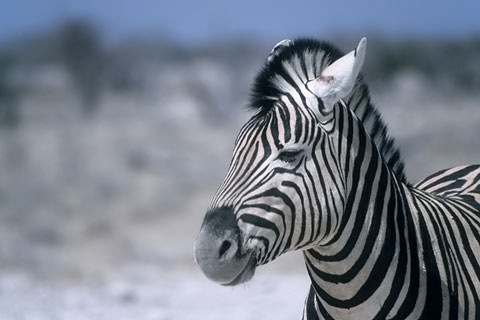 Zebra, Steppenzebra