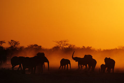Afrika Elefanten Namibia Bilder