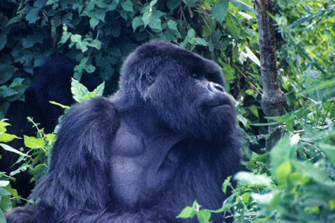 https://www.transafrika.org/media/ruanda/gorilla-ruanda.jpg