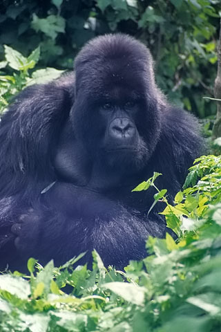 https://www.transafrika.org/media/ruanda/ruanda-gorilla.jpg
